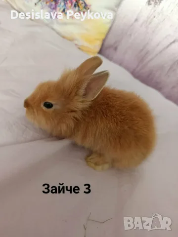 Декоративни зайчета, снимка 3 - Декоративни зайчета - 56151312