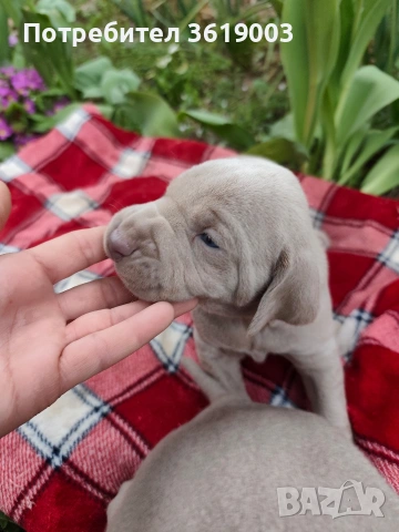 Ваймаранери , снимка 8 - Ваймаранер - 54205375