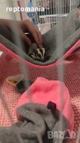 Захарна катеричка летяща торбеста катерица, снимка 3 - Други животни - 53143127