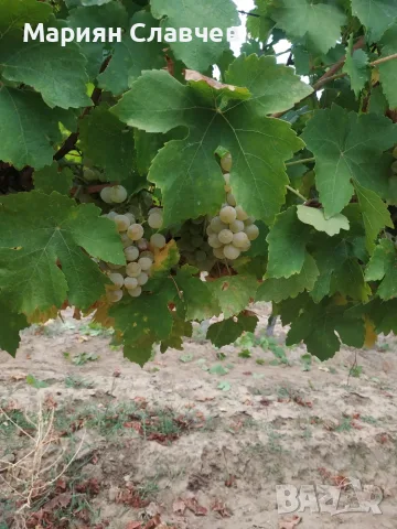 Гроздe Мускат Отонeл 🍇 , снимка 3 - Домашни продукти - 55890166