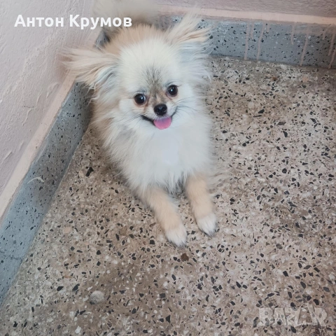 Продавам женски Пекинез на една годинка, снимка 3 - Пекинез - 53009724
