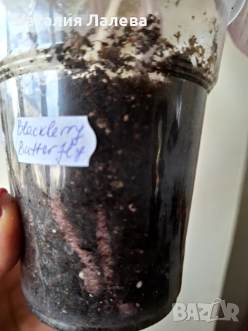 Колерия, kohleria blackberry butterfly, снимка 3 - Стайни растения - 52972280