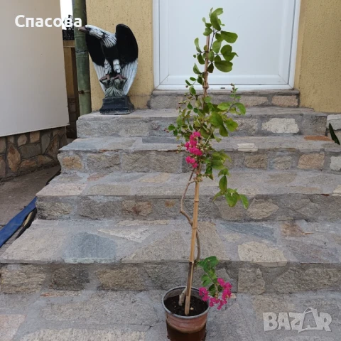 Индийски люляк - розов, снимка 1