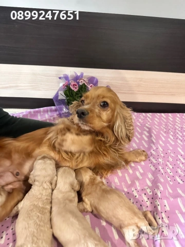 Кокер шпаньолчета 