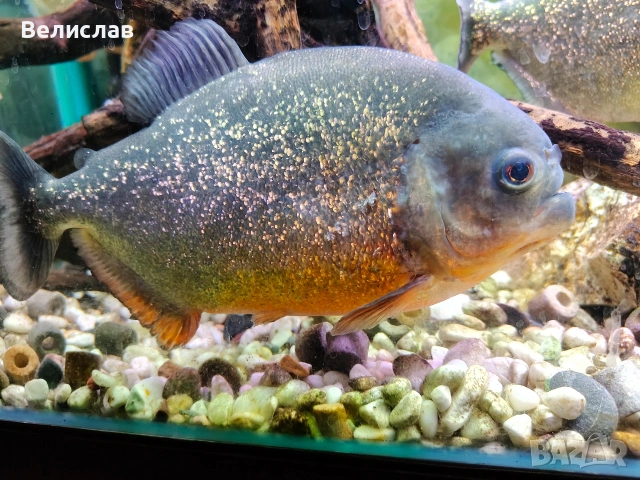 Червена пираня 25см. 