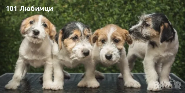 Джак Ръсел териери -Твърдокосмести