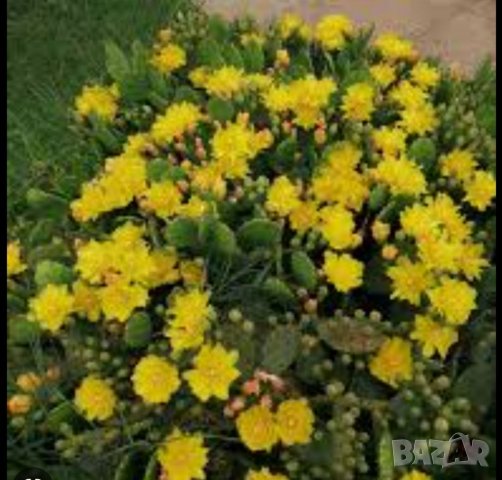 Продавам кактус опунция, снимка 2 - Градински цветя и растения - 40076420