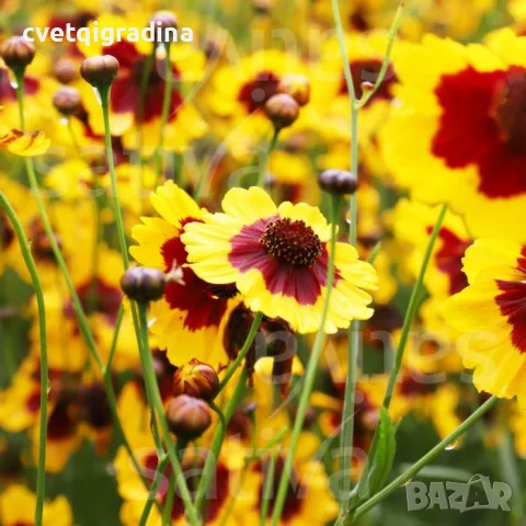 Coreopsis SunKiss (Кореопсис слънчева целувка)