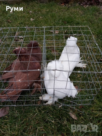 продавам гълъби, снимка 2 - Гълъби - 53292815