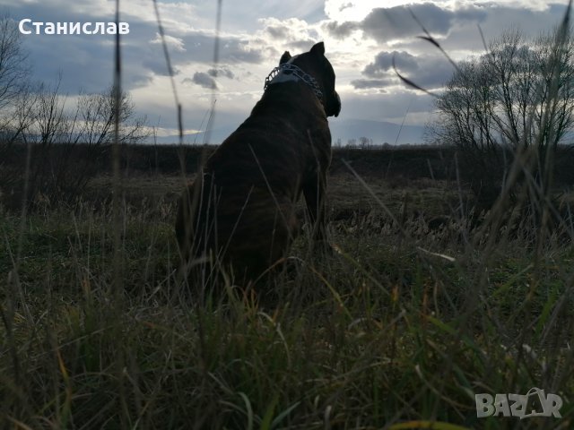 Тигров питбул за разплод ... , снимка 2 - Питбул - 31691648