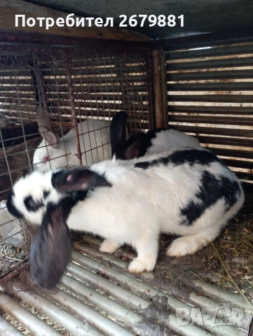 Бременна зайка порода пеперуда , снимка 4 - Други - 52790781