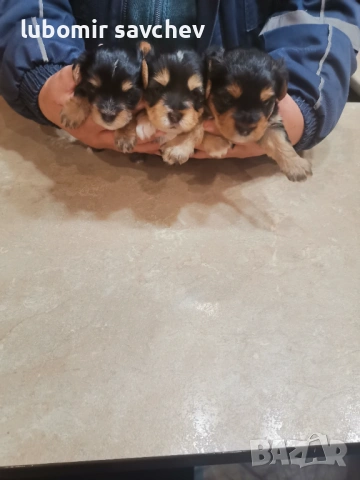 Шарени йоркита 