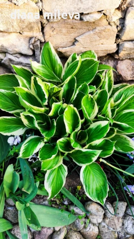 Хоста Франция, Hosta Francee , снимка 3 - Градински цветя и растения - 49756639