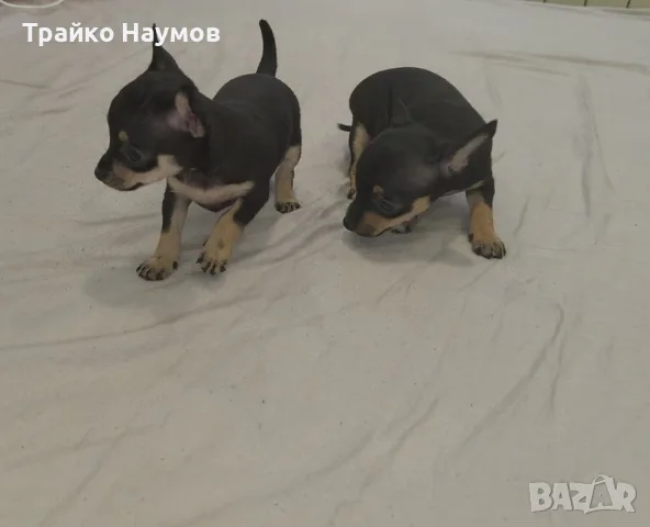 Продавам Мини Пинчери