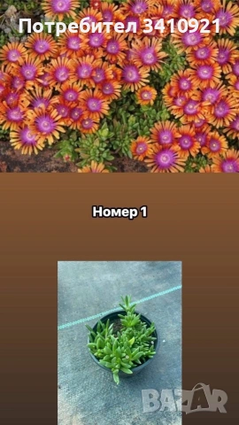 Делосперма , снимка 4 - Градински цветя и растения - 48993391