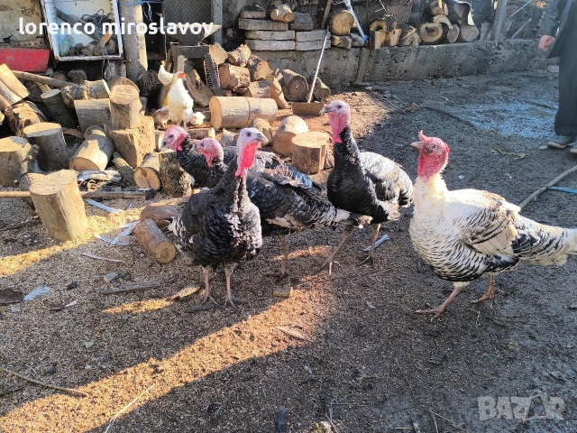 Продавам Пуийки