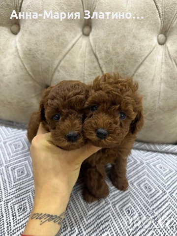 Той пудел момченца и момиченца, снимка 6 - Пудели - 52109767