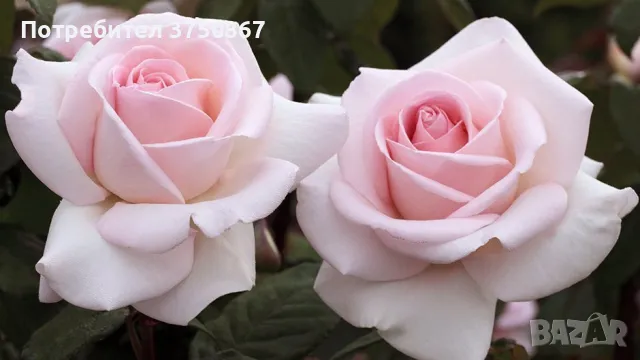 🌹 РОЗА 🌹 PRINCE JARDINIER® / FRANCIS MEILLAND™ Meitroni , снимка 2 - Градински цветя и растения - 49671986