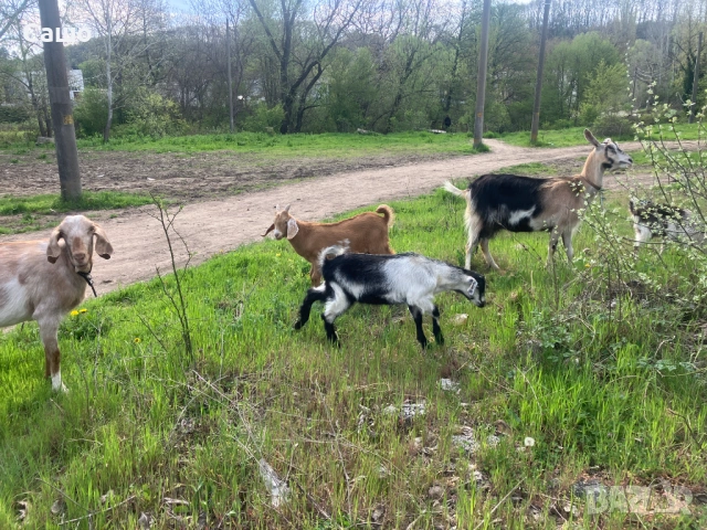 Ярета - Домшано отглеждани, снимка 2 - Кози - 54329055