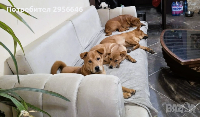 Продавам кученца Shiba Inu