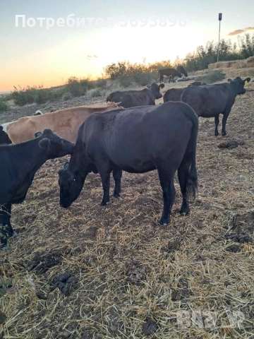 Продавам стадо месодайни крави , снимка 3 - Крави - 52436918
