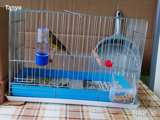 Младо мъжко,25 година.60 лв., снимка 2 - Канари - 53299917