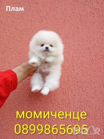 Бело мини женско Померанче. Реални снимки! Мини Померан., снимка 6 - Померан - 54105599