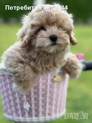 Продавам малтипу