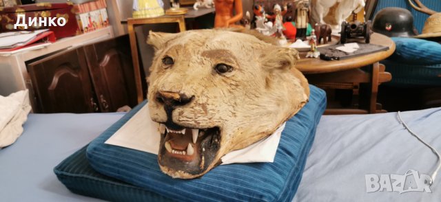 Глава на лъв трофей от 19век.