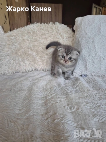 Британски и шотлански котета, снимка 5 - Британска късокосместа - 53305063