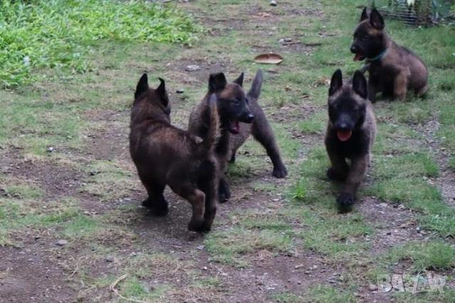 Белгийски овчарки-малиноа , снимка 4 - Белгийска овчарка - 51852914