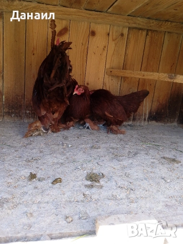 Холандска гащата, снимка 4 - други­ - 54248352