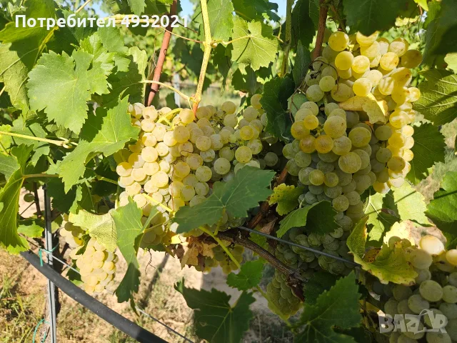 Продавам грозде, снимка 13 - Сортови семена и луковици - 55837485