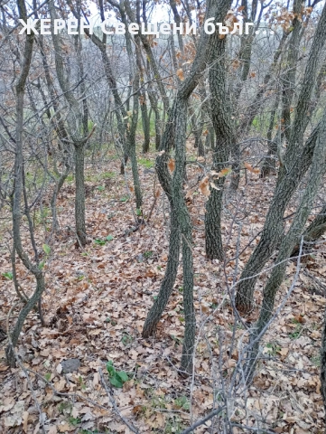 Змийска хурка — хемороиди, миоми,  язви — пресни грудки, снимка 8 - Други стоки за дома - 53952339