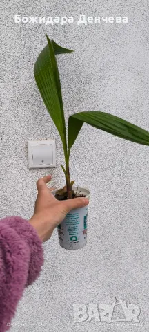 Палми Вашингтон малки, снимка 7 - Градински цветя и растения - 42475421