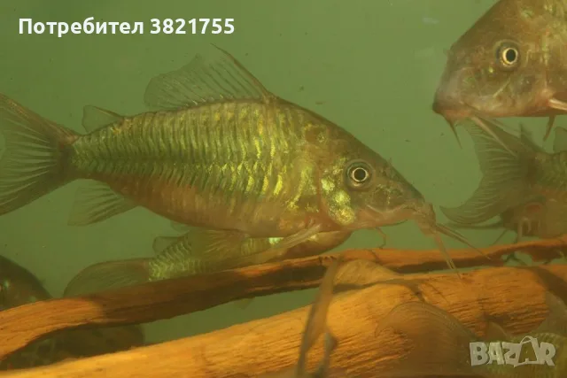 Сомче коридорас, зелен коридорас, brochis splendens, снимка 2 - Рибки - 56219126