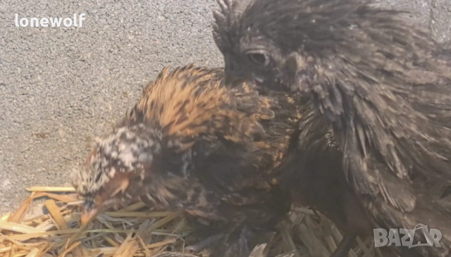 Породисти пилета, снимка 5 - Кокошки и пуйки - 53959262