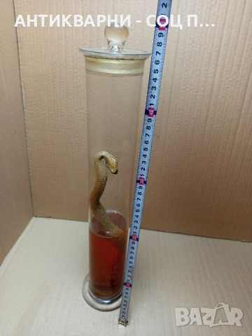 Стара Образователна Препарирана Носорога Усойница Пепелянка. , снимка 9 - Антикварни и старинни предмети - 52930839