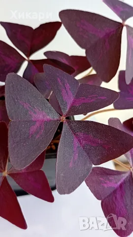 Оксалис/ Oxalis Triangularis /, снимка 3 - Стайни растения - 55329443