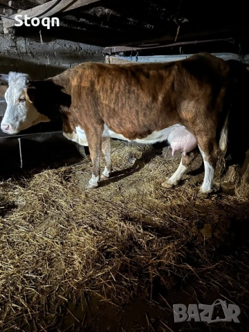 Продавам Крави за Клане, снимка 2 - Крави - 54245751