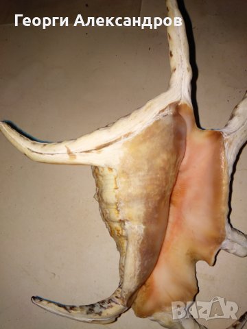 ОГРОМЕН ТРОПИЧЕСКИ РАПАН от ИНДИЙСКИЯ ОКЕАН За КОЛЕКЦИЯ ДЕКОРАЦИЯ, снимка 7 - Колекции - 39855173