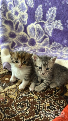 Домашни Котенца + Доставка 50 евро, снимка 8 - Ангорски - 40695376