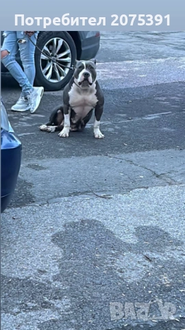 Американско були ХЛ, снимка 2 - Други - 54229030