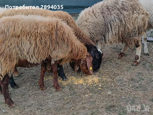 овце, кочове, кози , снимка 3 - Овце - 55851227