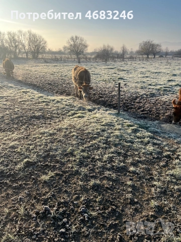 Крави, снимка 7 - Крави - 52798923