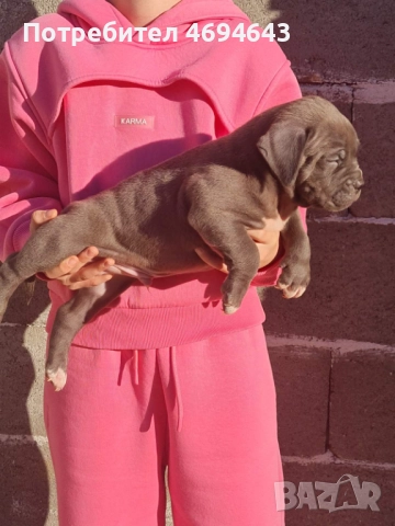 Американско Були XL, снимка 5 - Други - 52922235