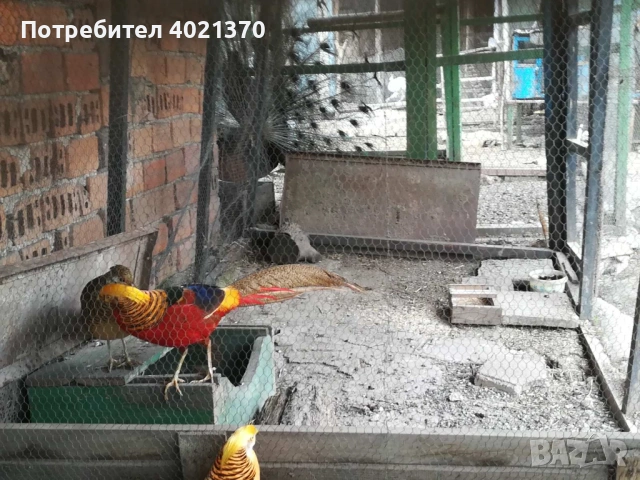 Яйца от червено златни фазани, снимка 2 - други­ - 54358366