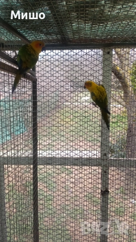 Продавам чифт Слънчеви Аратинги на 1 година може и бартер за Голям Александър или Сенегалски папагал, снимка 2 - Папагали - 53066304