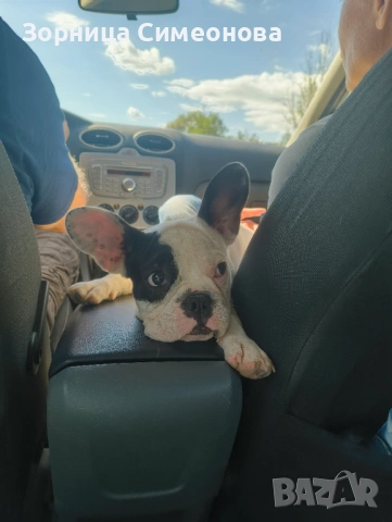 Френско булдоче на 10 месеца., снимка 3 - Френски булдог - 53149355