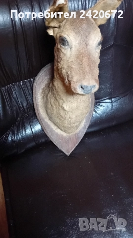 препарирана  глава  на  сърна, снимка 4 - Други ценни предмети - 51090802